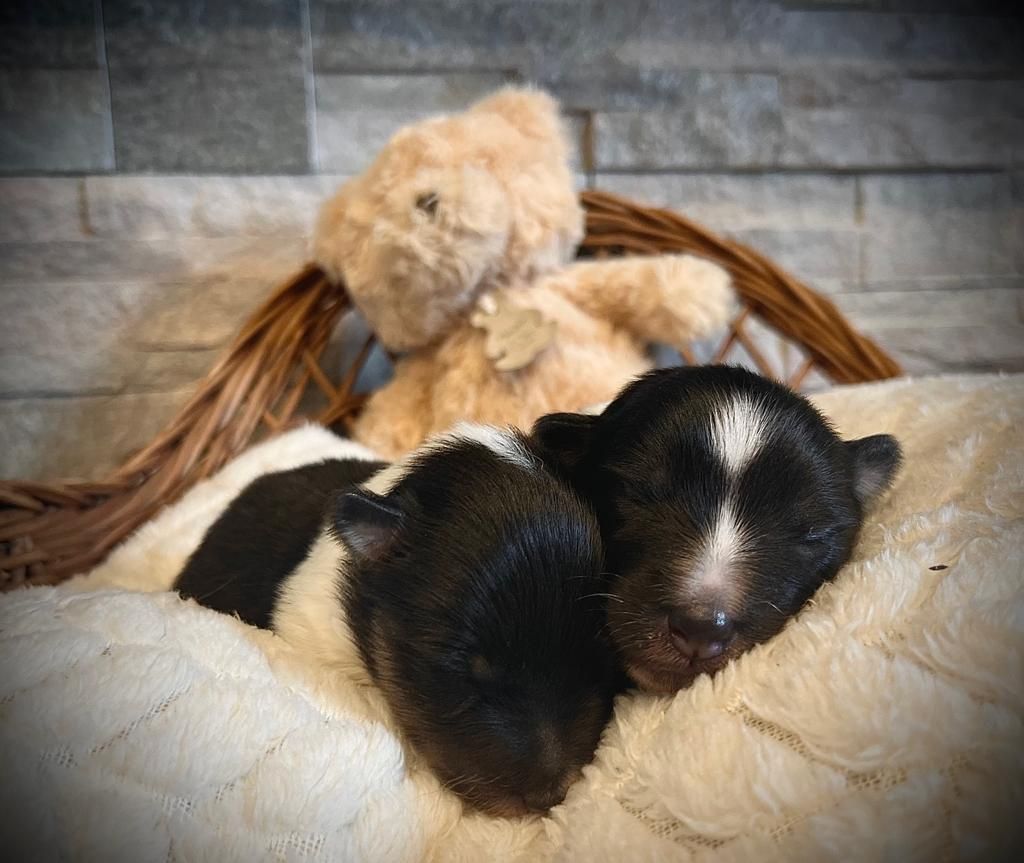 chiot Shetland Sheepdog Freedom Warrior