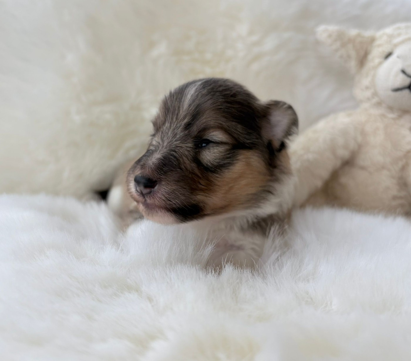 Freedom Warrior - Chiots disponibles - Shetland Sheepdog