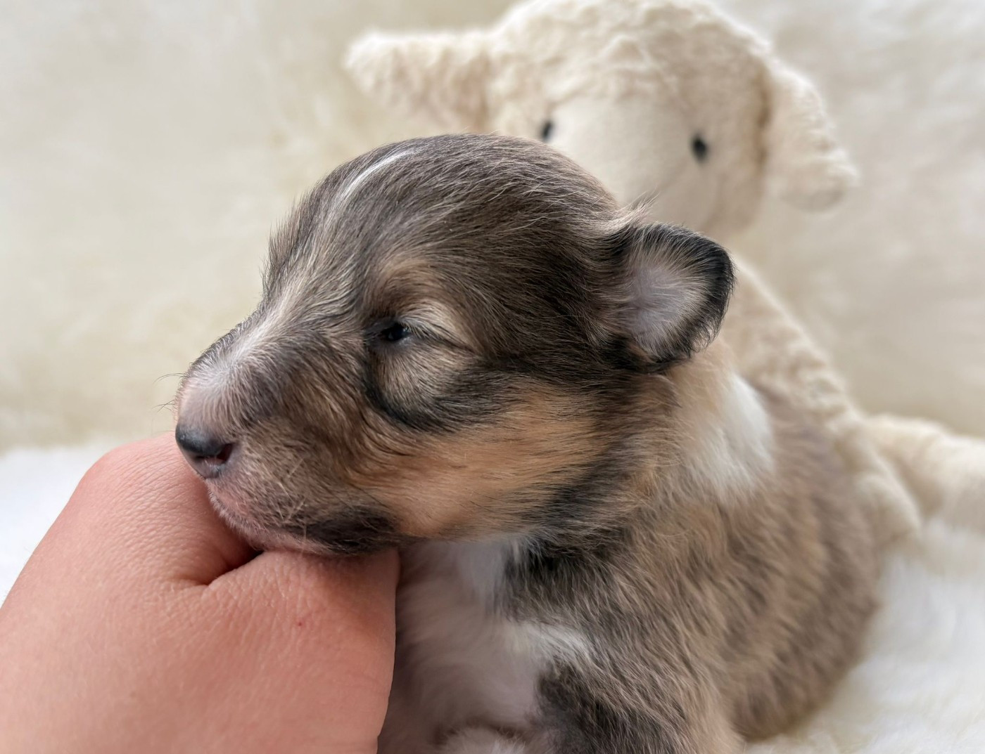 Freedom Warrior - Chiots disponibles - Shetland Sheepdog