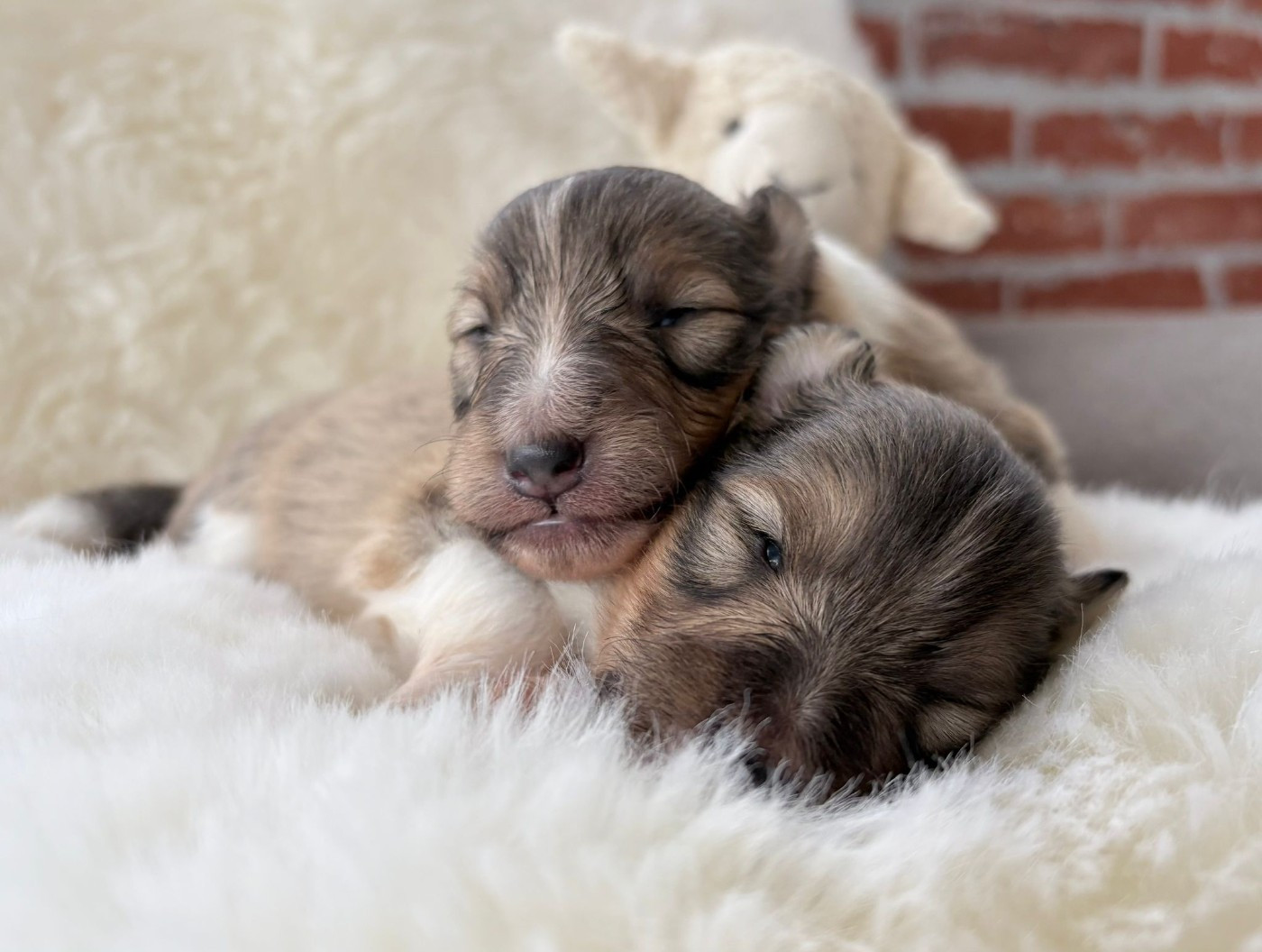 Chiot Shetland Sheepdog Freedom Warrior